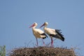 White stork couple. Ciconia ciconia. Latvia.